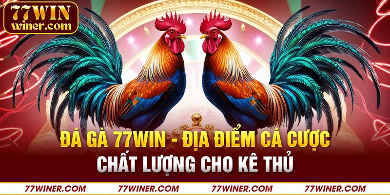 Đá gà 77Win - Địa điểm đánh bạc chất lượng cho kê thủ