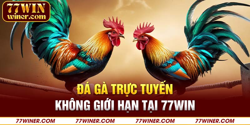 Đá gà trực tuyến không giới hạn tại 77Win