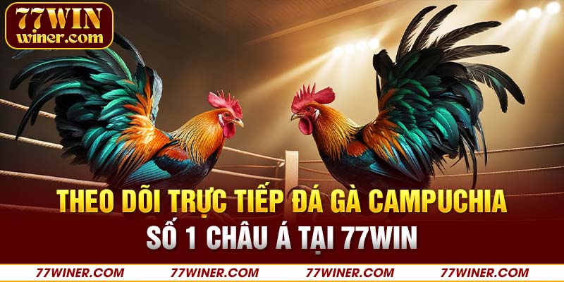 Theo dõi trực tiếp đá gà Campuchia số 1 châu Á tại 77Thắng