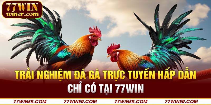 Trải nghiệm đá gà trực tuyến hấp dẫn chỉ có tại 77Win