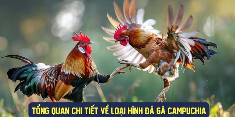 Đá gà Campuchia - hình thức giải trí hấp dẫn tại nhà cái 77win